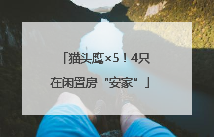 猫头鹰×5！4只在闲置房“安家”