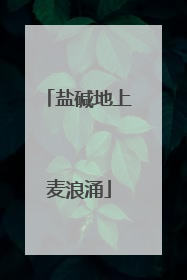盐碱地上麦浪涌