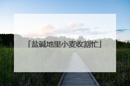 盐碱地里小麦收割忙