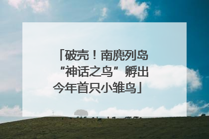 破壳！南麂列岛“神话之鸟”孵出今年首只小雏鸟