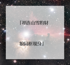 祁连山雪豹豺狼同框现身