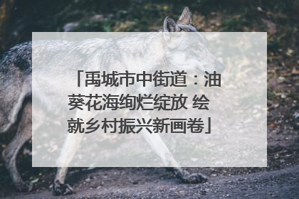 禹城市中街道：油葵花海绚烂绽放 绘就乡村振兴新画卷
