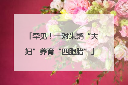罕见！一对朱鹮“夫妇”养育“四胞胎”