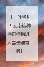 一叶当舟！云南这种神奇植物进入最佳观赏期