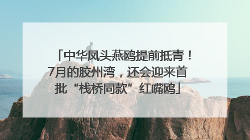 中华凤头燕鸥提前抵青！7月的胶州湾，还会迎来首批“栈桥同款”红嘴鸥