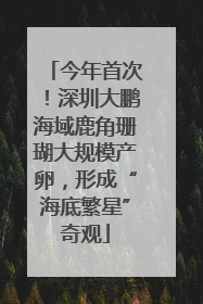 今年首次！深圳大鹏海域鹿角珊瑚大规模产卵，形成“海底繁星”奇观