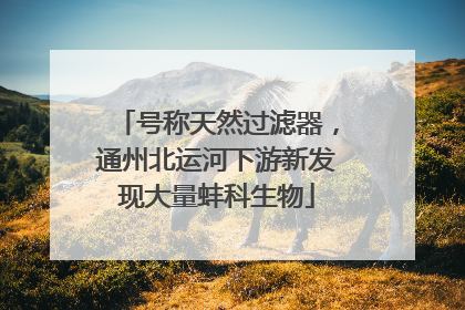 号称天然过滤器，通州北运河下游新发现大量蚌科生物
