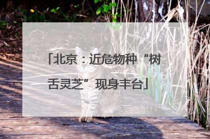 北京：近危物种“树舌灵芝”现身丰台