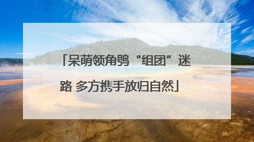 呆萌领角鸮“组团”迷路 多方携手放归自然