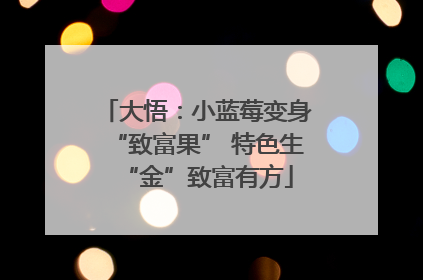 大悟：小蓝莓变身“致富果” 特色生“金”致富有方