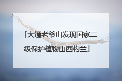 大通老爷山发现国家二级保护植物山西杓兰