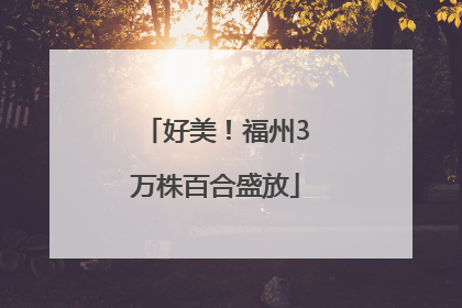 好美！福州3万株百合盛放