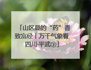 山区县的“药”香致富经丨万千气象看四川·平武③