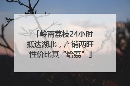 岭南荔枝24小时抵达湖北，产销两旺性价比真“给荔”