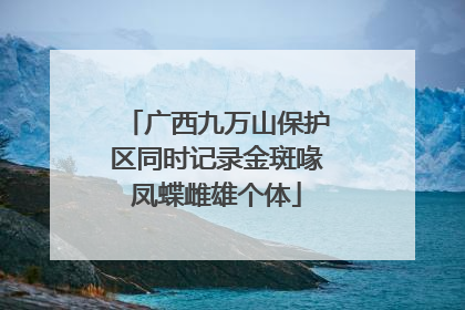 广西九万山保护区同时记录金斑喙凤蝶雌雄个体