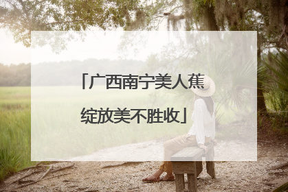 广西南宁美人蕉绽放美不胜收