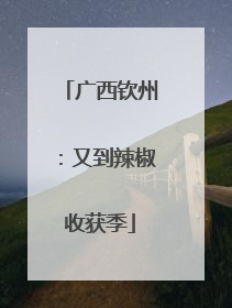 广西钦州：又到辣椒收获季