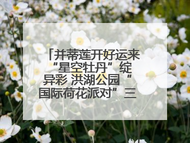 并蒂莲开好运来 “星空牡丹”绽异彩 洪湖公园“国际荷花派对”三天迎客六万