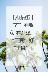 府东街丨“芒”着收获 看菏泽“三夏”好“丰景”