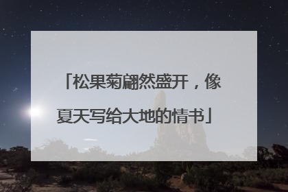 松果菊翩然盛开，像夏天写给大地的情书