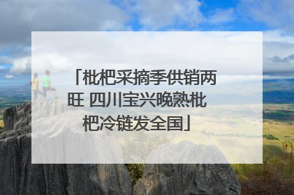 枇杷采摘季供销两旺 四川宝兴晚熟枇杷冷链发全国