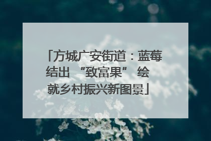 方城广安街道：蓝莓结出 “致富果” 绘就乡村振兴新图景
