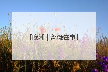 晚潮｜蔷薇往事