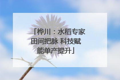 桦川：水稻专家田间把脉 科技赋能单产提升