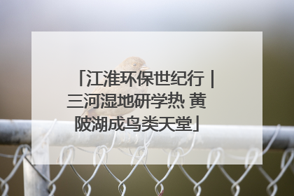 江淮环保世纪行｜三河湿地研学热 黄陂湖成鸟类天堂