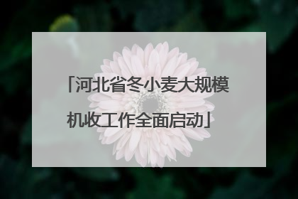 河北省冬小麦大规模机收工作全面启动
