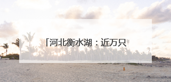 河北衡水湖：近万只夏候鸟进入繁殖期