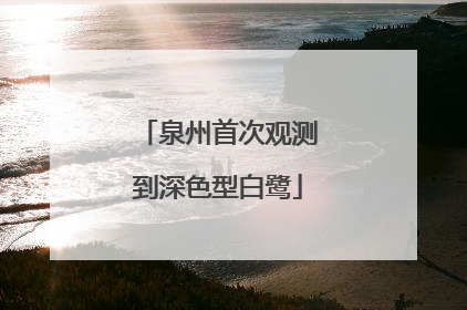 泉州首次观测到深色型白鹭