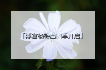 浮宫杨梅出口季开启
