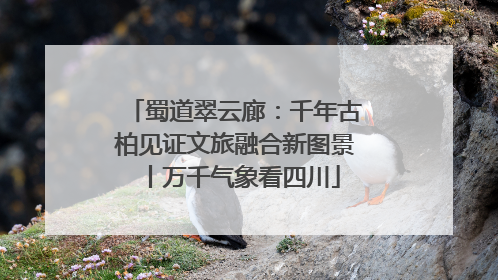蜀道翠云廊：千年古柏见证文旅融合新图景丨万千气象看四川