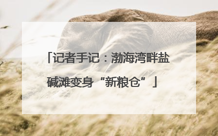 记者手记：渤海湾畔盐碱滩变身“新粮仓”