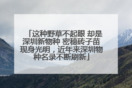 这种野草不起眼 却是深圳新物种 密穗砖子苗现身光明，近年来深圳物种名录不断刷新
