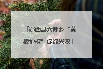 郧西县六郎乡“黄板护椒”促绿兴农