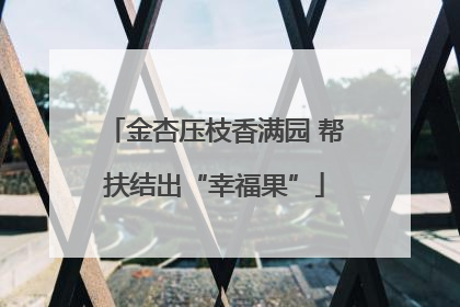 金杏压枝香满园 帮扶结出“幸福果”