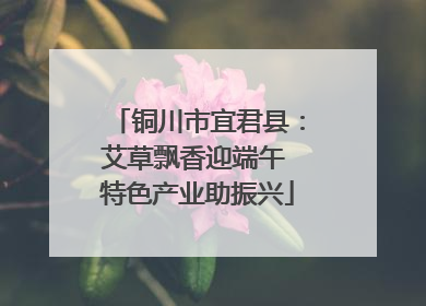 铜川市宜君县：艾草飘香迎端午 特色产业助振兴