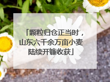 颗粒归仓正当时，山东六千余万亩小麦陆续开镰收获