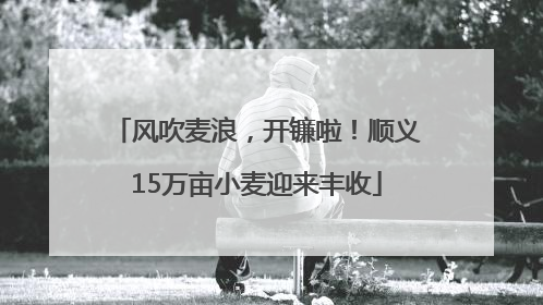 风吹麦浪，开镰啦！顺义15万亩小麦迎来丰收