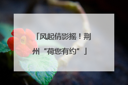 风起倩影摇！荆州“荷您有约”