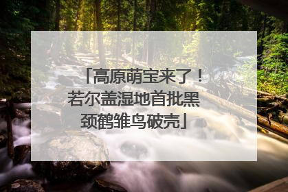 高原萌宝来了！若尔盖湿地首批黑颈鹤雏鸟破壳